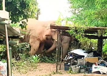 Des éléphants attaquant une habitation au Gabon © Droits réservés