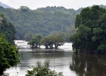 Forêt équatoriale, Gabon. © D.R