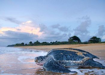 Le Gabon veut échanger  450 millions de dollars de sa dette contre des obligations bleues ?