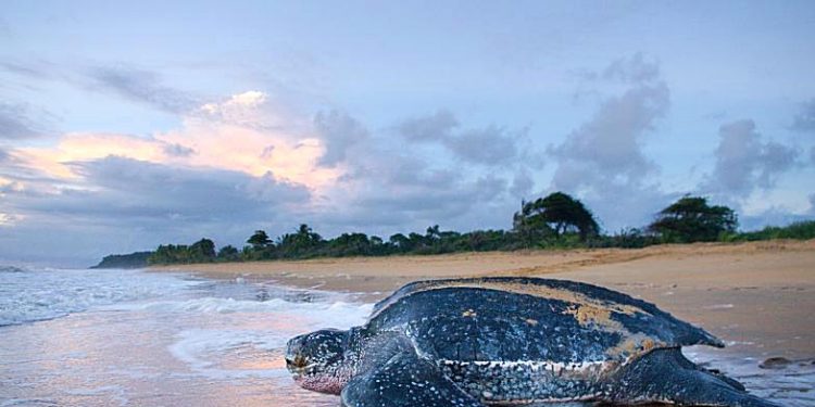 Le Gabon veut échanger  450 millions de dollars de sa dette contre des obligations bleues ?