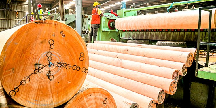 Gabon | Les chiffres sur la  production de grumes et l'industrie du bois au premier trimestre 2023 © DR.