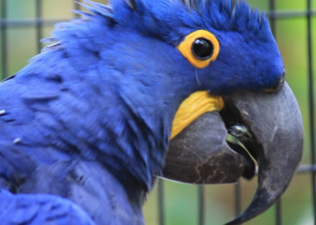 Le Parc Animalier du Gabon recueille les oiseaux de la collection privée d'Ali Bongo Ondimba, DR.