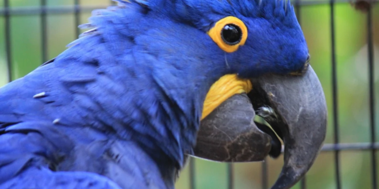 Le Parc Animalier du Gabon recueille les oiseaux de la collection privée d'Ali Bongo Ondimba, DR.