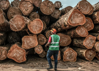 Audit des concessions forestières : l’ultimatum de la TaskForce CTRI CTRI aux opérateurs du secteur forêt-bois, cr"dit photo DR.