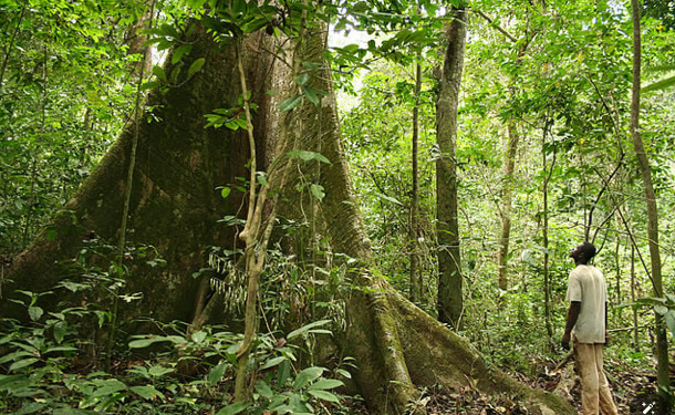 La filière industrielle forêt-bois au Gabon plombée par les événements du coup d’Etat du 30 août ? © Le Confidentiel.