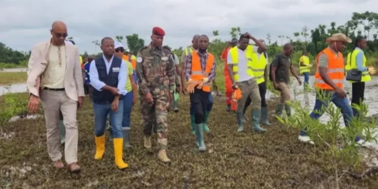 ARISE IIP et les Eaux et forêts lancent la restauration de 17 hectares de mangroves dans le nord-est de Libreville  © DR.